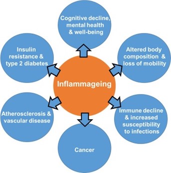 Illustration showing the impact of inflammaging on health in the elderly.