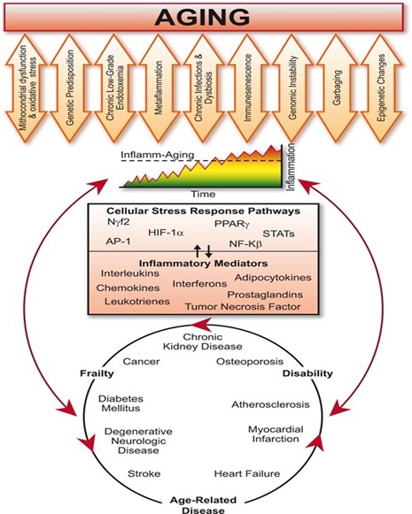 Illustration of the association of ageing with inflammation and disease. 